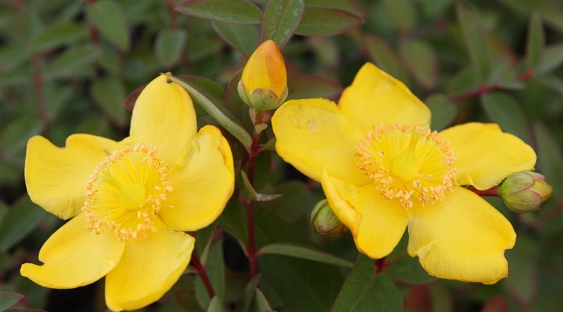 Зверобой Хидкот